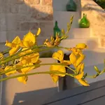 Lamia Nina Cisternino