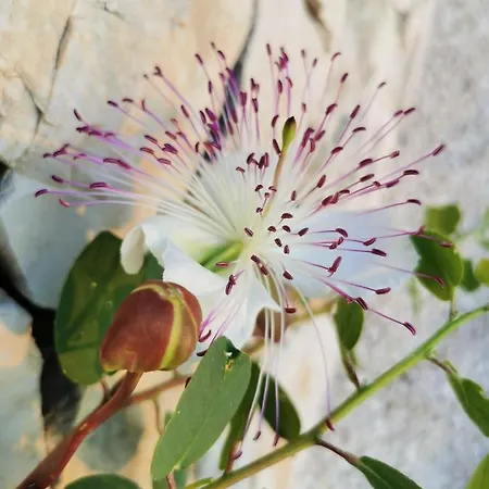 Lamia Nina Semesterbostad Cisternino