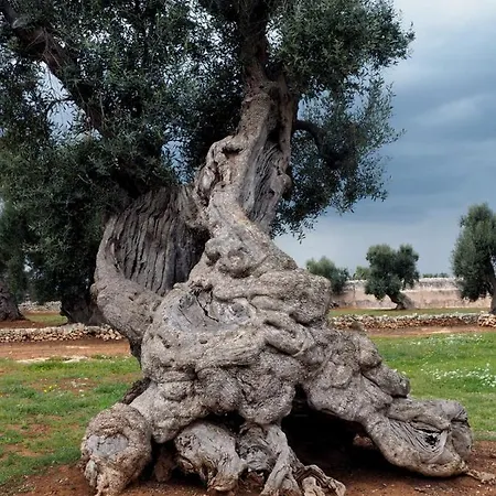 Lamia Nina * Cisternino