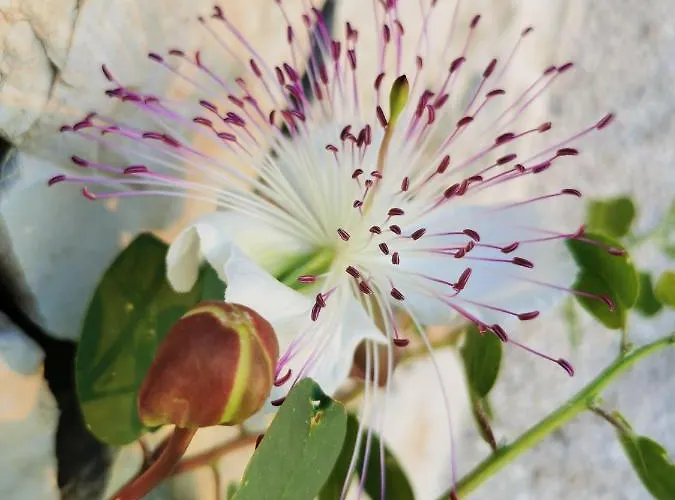 Lamia Nina Dom wakacyjny Cisternino