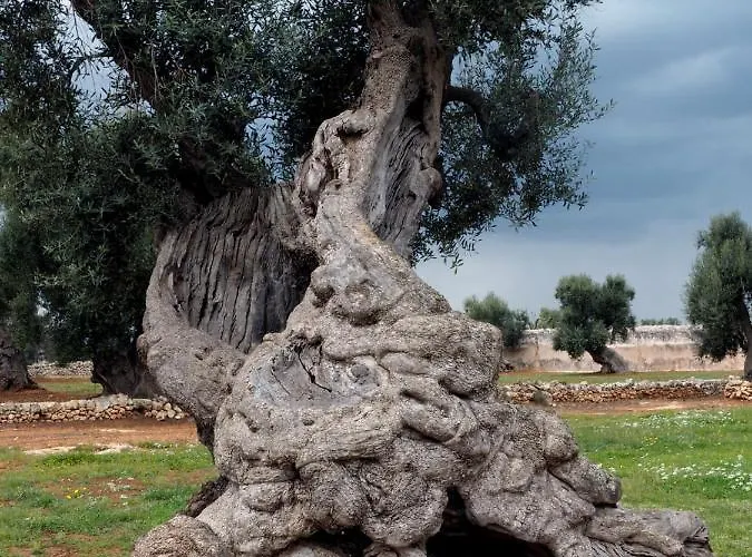 Lamia Nina * צ'יסטרנינו