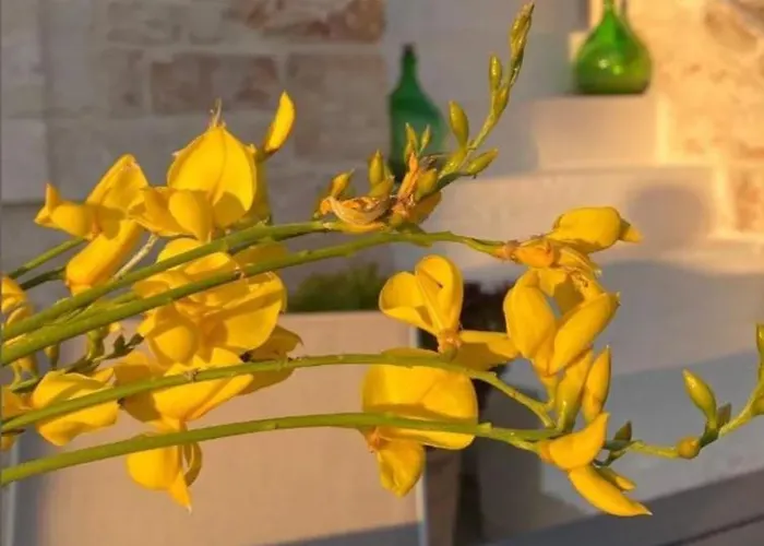 Lamia Nina Cisternino